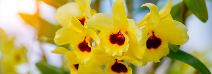 Bright light yellow orchids bloom elegantly in a vibrant floral arrangement at a lively marketplace, showcasing intricate petals