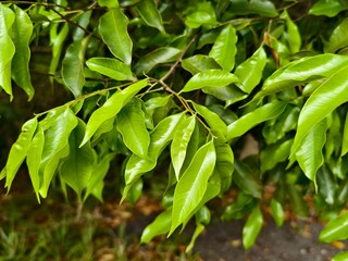 young agarwood leaves in the morning