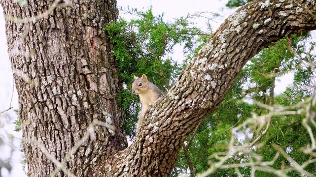 Watch this adorable light-colored fox squirrel as it sits comfortably in the crotch of a large oak tree, alertly observing the cameraman.