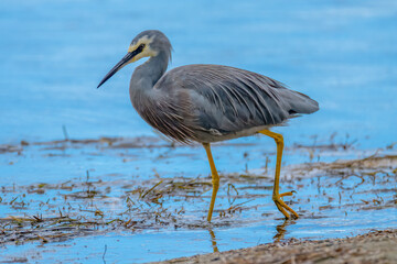 White-faced Heron and reflection in the lake