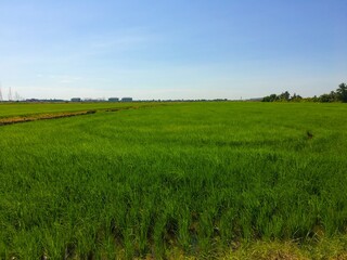 rice field in country Thailand
