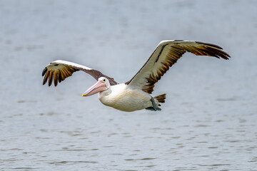 Pelican in flight at the Mallacoota Inlet