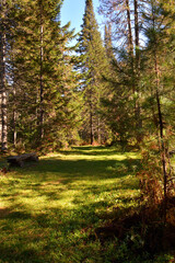 Fototapeta premium Wooden bench on the edge of a forest alley surrounded by tall cedars on a sunny autumn day, vertical positioning.