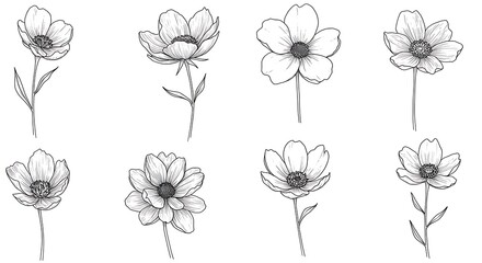 Elegant Line Art Cosmos Flowers: A Minimalist Botanical Illustration