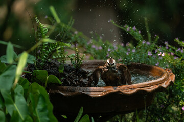 funny Birds playing a water splash in nature summer, wildlife animal scene in motion of freedom moment on water basin sink