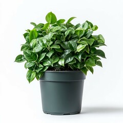 Obraz premium Lush Green Potted Plant: Vibrant Foliage for Home Decor