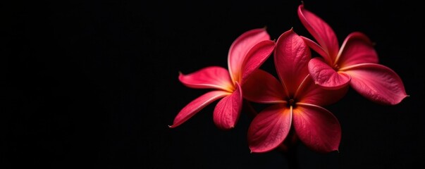 Fototapeta premium Deep crimson plumeria flowers isolated on a solid black Ideal for design , nature photography, summer, dark background