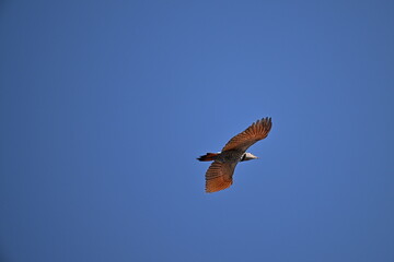 Northern Flicker in flight, sky, Blue