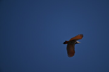 Northern Flicker in flight, sky, Blue