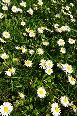 Daisy (Bellis perennis) © Conrmiller