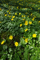 Obraz premium lesser celandine or pilewort (Ficaria verna) 