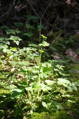 Fringe Cups (Tellima grandiflora)