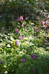 Pacific bleeding heart (Dicentra formosa)