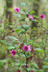 Salmonberry (rubus spectabilis)