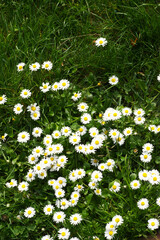 Daisy (Bellis perennis) © Conrmiller