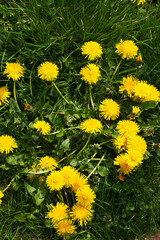 Dandelion (Taraxacum)