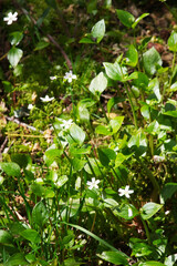 Herb robert (Geranium robertainum)