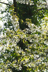 Japanese cherry (Prunus serrulata)