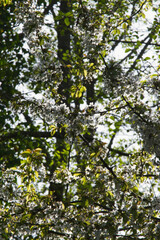 Japanese cherry (Prunus serrulata)