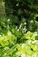 Obraz premium Pacific bleeding heart (Dicentra formosa)