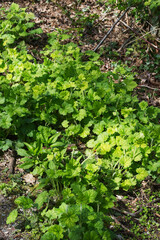 bigflower tellima or fringecups (Tellima grandiflora)