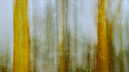 An abstract view of trees using intentional camera movement  ( I C M )