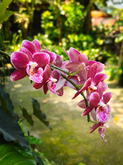 pink and white orchid on the garden