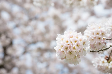 Signs of spring, pale pink white cherry tree flower blossoms blooming in a garden park, as a seasonal nature background
