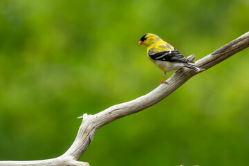 A gold finch perched on a tree branch
