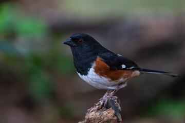 A male townhee perched on a tree branch