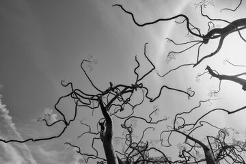 Twisted Elegance: The Gothic Ballet of Winter Branches