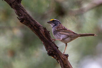 A white-throated sparrow perched on a tree branch