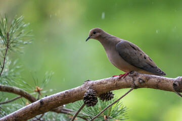 A mourning dove perched on a tree branch