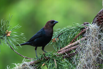 A male brown-headed cowbirdperched on a tree branch