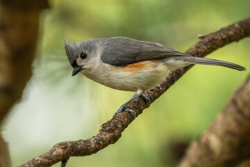 A tufted titmouse perched on a tree branch
