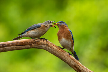 A bluebird perched on a tree branch
