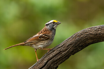 A white-throated sparrow perched on a tree branch