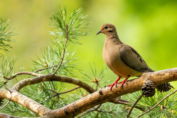 A mourning dove perched on a tree branch