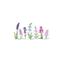 Obraz premium Varied purple and pink floral flowers grow upright with green stems, delicate and fresh