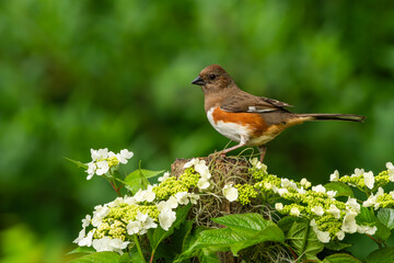 A female twohee perched on a tree stump with viburnum flowers