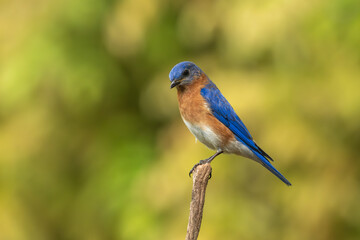 A bluebird perched on a tree branch