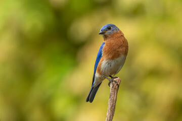A bluebird perched on a tree branch
