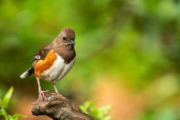 A female towhee perched on a tree branch
