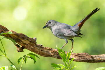 A gray catbird perched on a tree branch