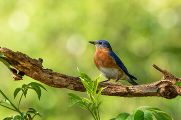 A bluebird perched on a tree branch