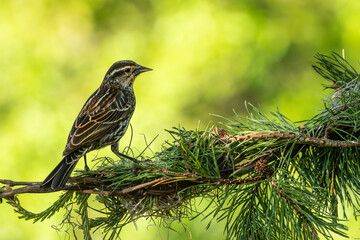 A female red-winged blackbird perched on a tree branch