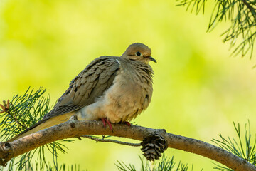 A mourning dove perched on a tree branch