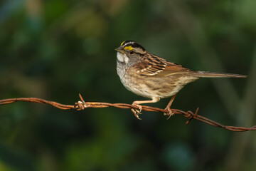 A white-throated sparrow perched on a wire
