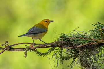 A prothonotary warbler perched on a wire