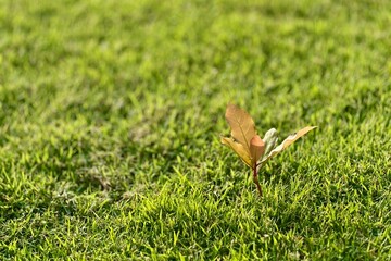 green grass in the grass